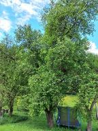 Stehendes Holz Birne