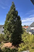 Rundholz Sonstiges Holz Bergmammut Rundholz Achern