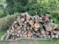 Brennholz Nuss