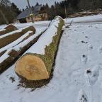 Rundholz Ahorn Astrein Fornach