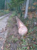 Rundholz Kastanie Erdstamm Astrein