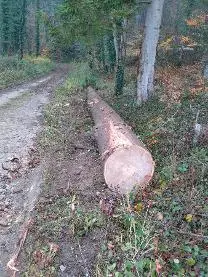 Rundholz Rundholz Kastanie Erdstamm Astrein