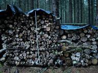 Brennholz Fichte, Esche, Buche Gemischt