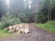 Stehendes Holz Fichte, Birke, Kiefer