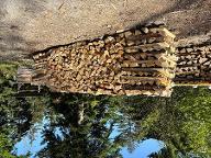 Brennholz Buche