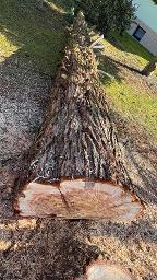 Rundholz Tanne Mammutbaum Treffurt