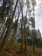 Stehendes Holz Buche Astrein Windhaag bei Freistadt