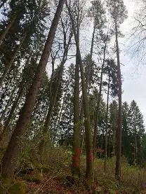 Stehendes Holz Stehendes Holz Buche Astrein