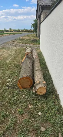 Rundholz Rundholz Sonstiges Holz Stamm vom Nussbaum,Kirche,Fichte