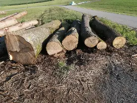 Rundholz Rundholz Esche