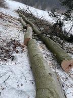 Brennholz Buche Groß Gerungs