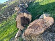 Rundholz Nuss Neuhofen