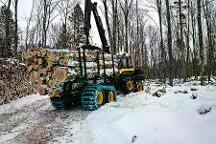 Dienstleistung FoJa.GmbH (Aufforstung, Wegebau, Jagd & Wildmanagement, Forstliche Beratung & Planung, sonstige forstliche Dienstleistung, Hackgut: Produktion/Handel, Holzernte & Rückung, Baumabtragung/-pflege, Jungwaldpflege, Brennholz: Produktion/Handel)