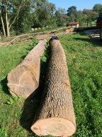 Rundholz Esche Astrein