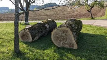 Rundholz Rundholz Pappel Ein Bloch Astrein, eins mit Ästen