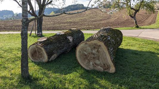 Pappel Ein Bloch Astrein, eins mit Ästen