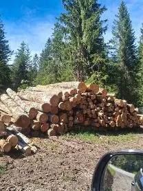Brennholz Brennholz Buche