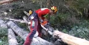 Holz Schlägerung und Bringung  (sonstige forstliche Dienstleistung, Holzernte & Rückung) Ybbsitz