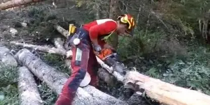 Dienstleistung Holz Schlägerung und Bringung 