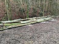 Rundholz Buche