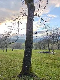 Stehendes Holz Stehendes Holz Nuss