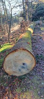Schnittholz Eiche Neustadtl an der Donau