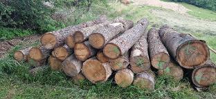 Rundholz Eiche Eichensstämme + zwei Kirschbaumstämme