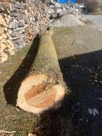 Rundholz Ulme Taxenbach 