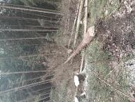 Stehendes Holz Fichte, Kiefer