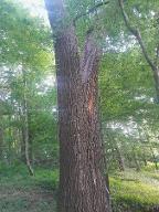 Stehendes Holz Eiche, Nuss