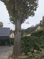 Rundholz Eiche Hamburg