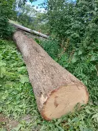 Rundholz Ahorn Astrein Edelschrott