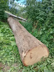 Rundholz Rundholz Ahorn Astrein