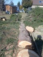 Rundholz Zeder Dresden