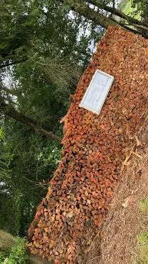Brennholz Brennholz Fichte, Kiefer