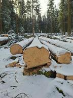 Rundholz Fichte Frisch geschlagen Esternberg