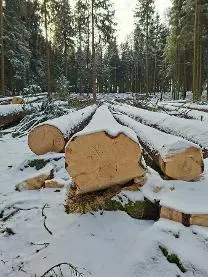 Rundholz Rundholz Fichte Frisch geschlagen