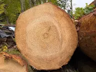 Rundholz Fichte Fi/Ta Langholz Großraming