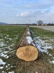 Rundholz Rundholz Linde