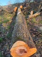 Rundholz Birne Antiesenhofen