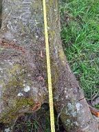 Rundholz Kirsche Eggerding