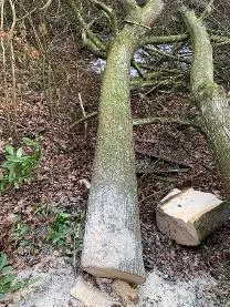 Rundholz Rundholz Linde