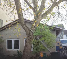 Rundholz Rundholz Nuss Walnussbaum