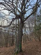 Rundholz Sonstiges Holz ELSBEERE Ramsau