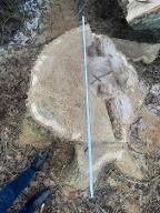 Rundholz Eiche Ergoldsbach