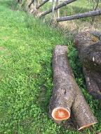 Rundholz Pflaume/Zwetschke Kricherl ( Drechsler holz) 3 stämme