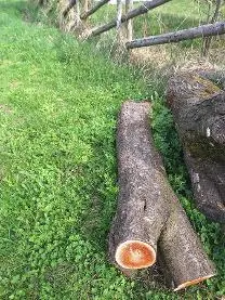 Rundholz Rundholz Pflaume/Zwetschke Kricherl ( Drechsler holz) 3 stämme