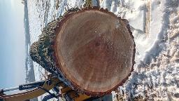 Rundholz Eiche St. Marienkirchen/Polsenz