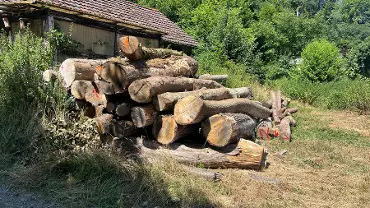 Rundholz Rundholz Buche Esche