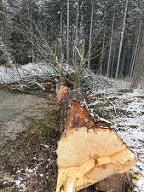 Rundholz Ahorn Astrein Bad Schwanberg